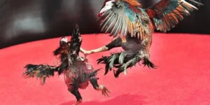 Chinh Phục Đấu Trường Đá Gà Sabong GO88 Và Rinh Thưởng Khủng